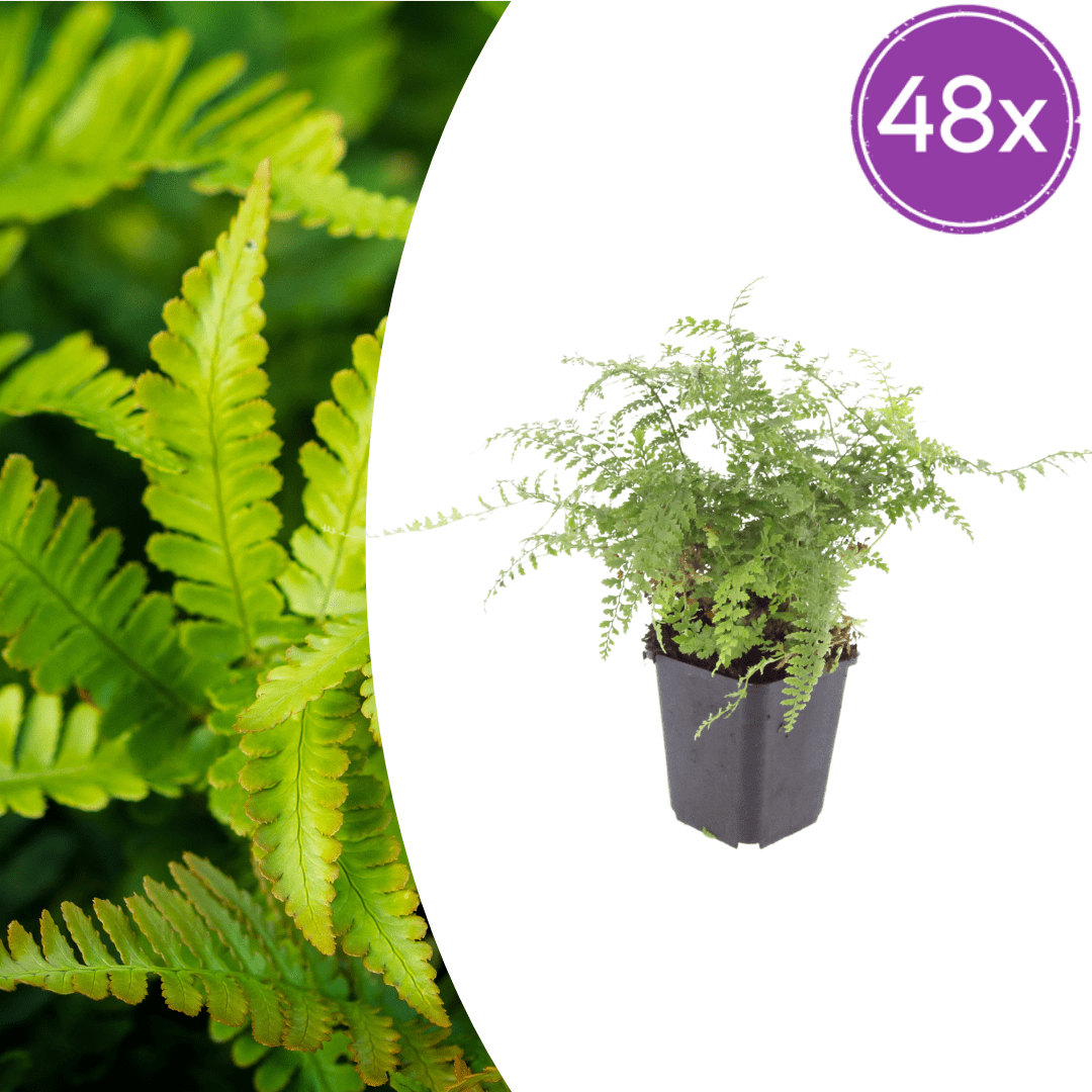 Livraison plante Polystichum fougère à peigne