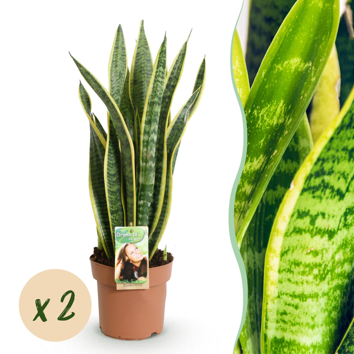 Livraison plante Sansevieria Laurentii