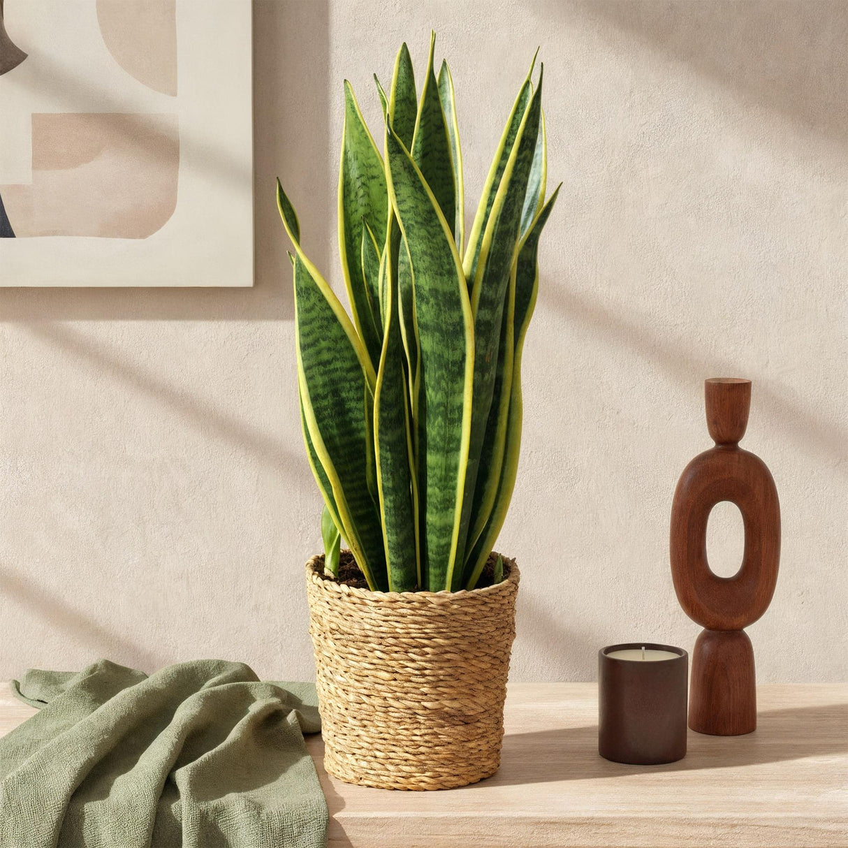Livraison plante Sansevieria Laurentii