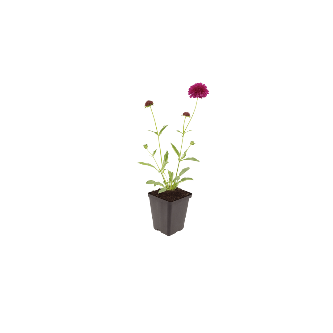 Livraison plante Scabieuse de macédoine