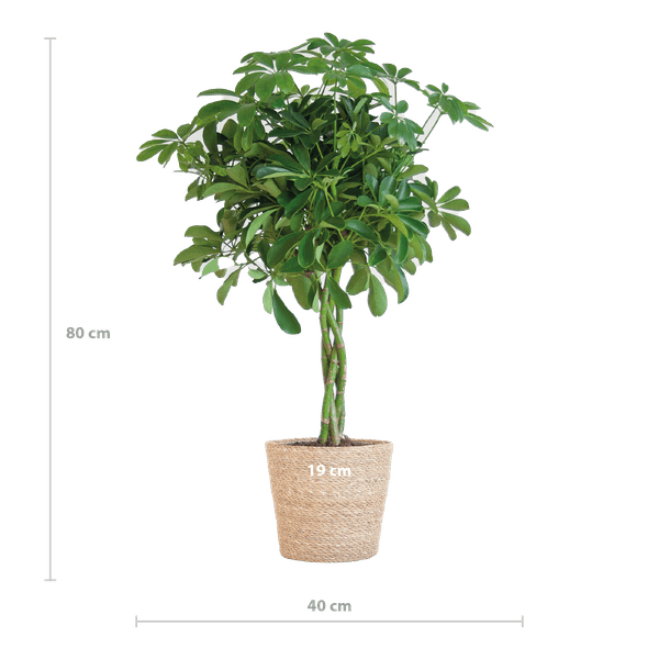 Livraison plante Schefflera Nora et son pot