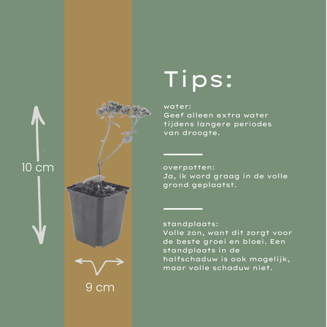 Livraison plante Sedum matrona