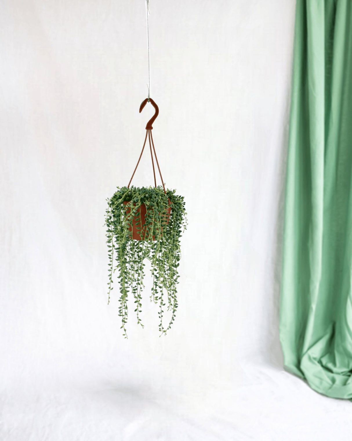 Livraison plante Senecio Herreianus