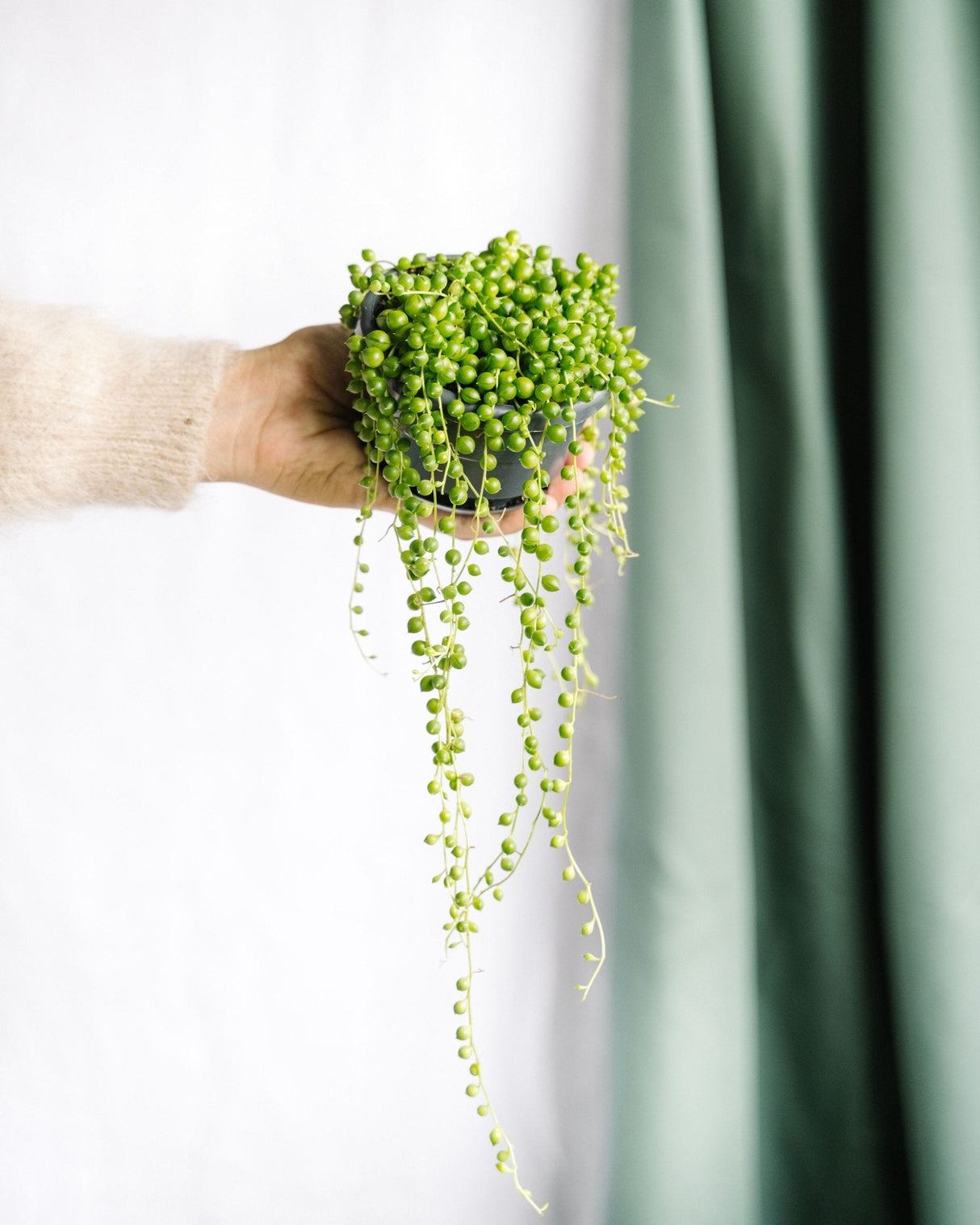 Livraison plante Senecio Rowleyanus