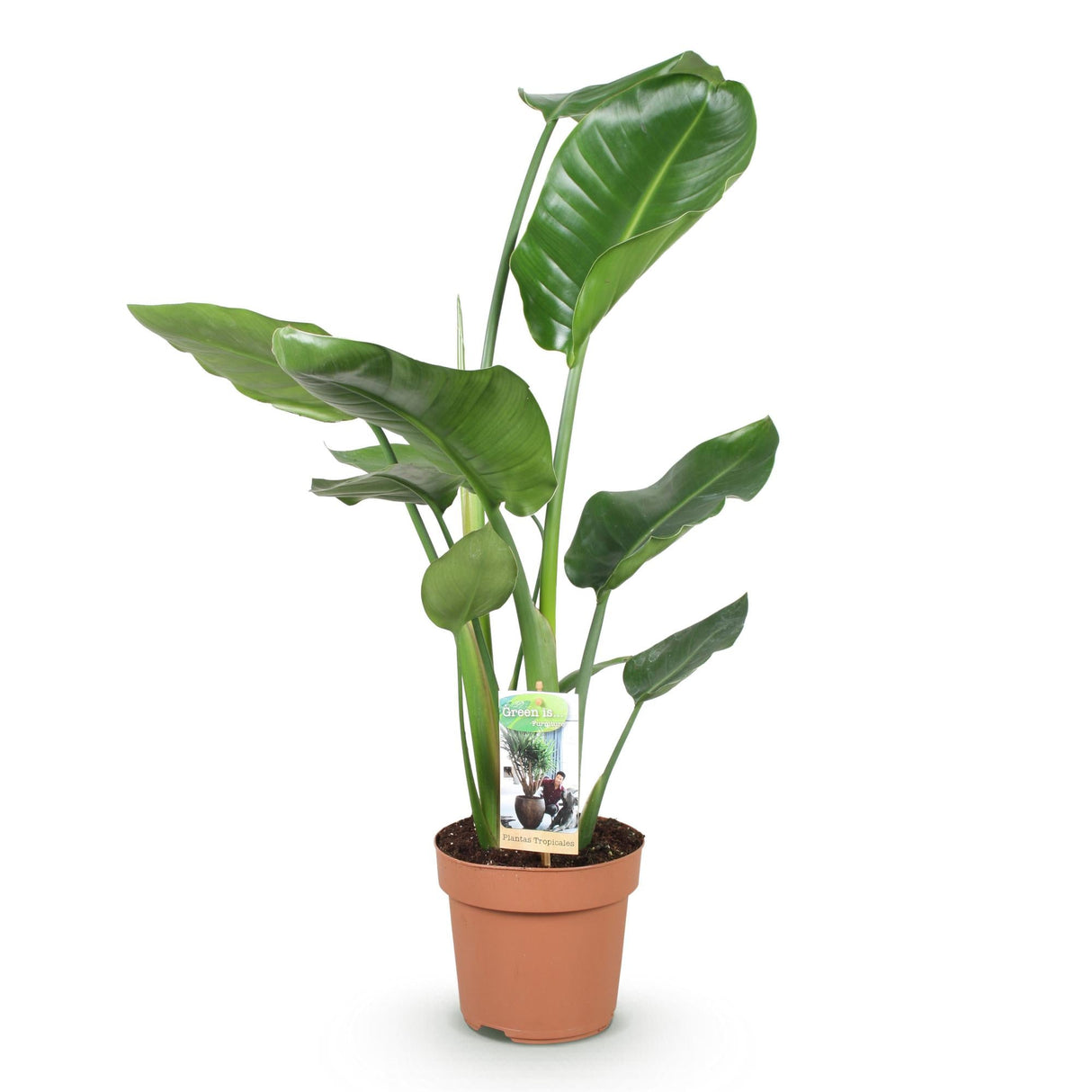 Livraison plante Strelitzia Nicolai – Lot de 1