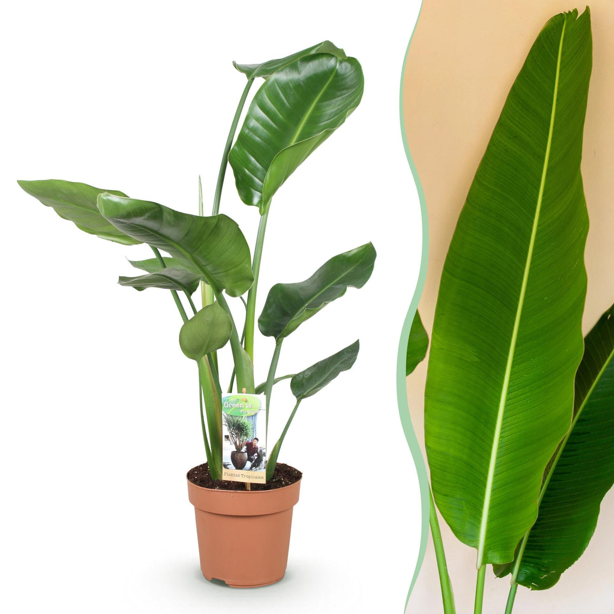 Livraison plante Strelitzia Nicolai – Lot de 1