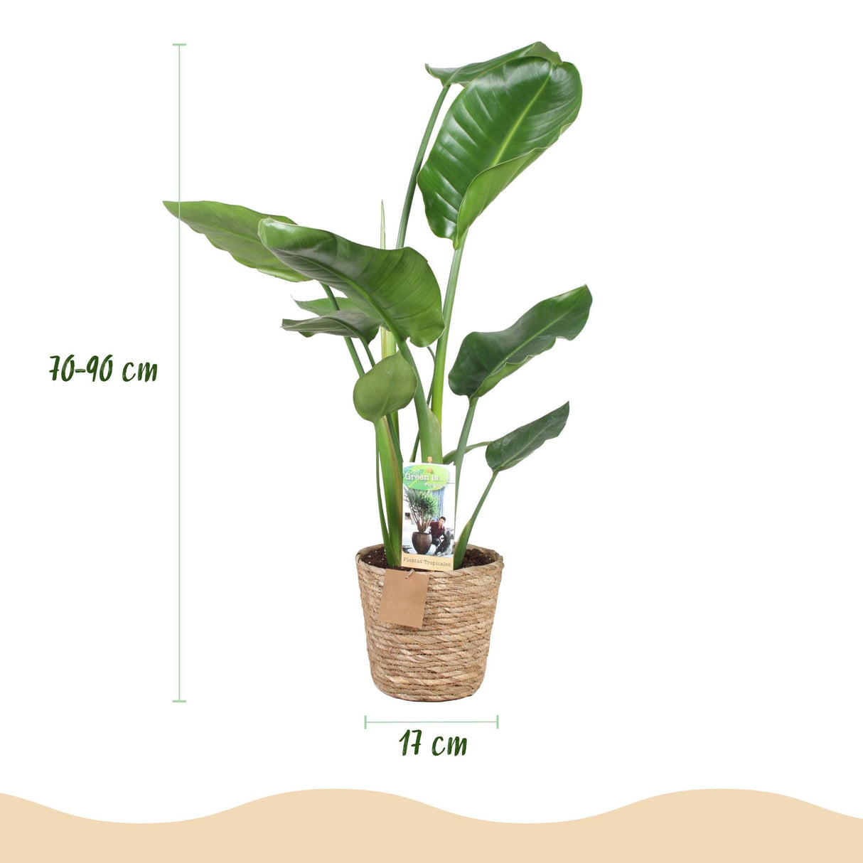 Livraison plante Strelitzia nicolai – Lot de 2 – Pot 17 cm – Hauteur 70 - 90cm