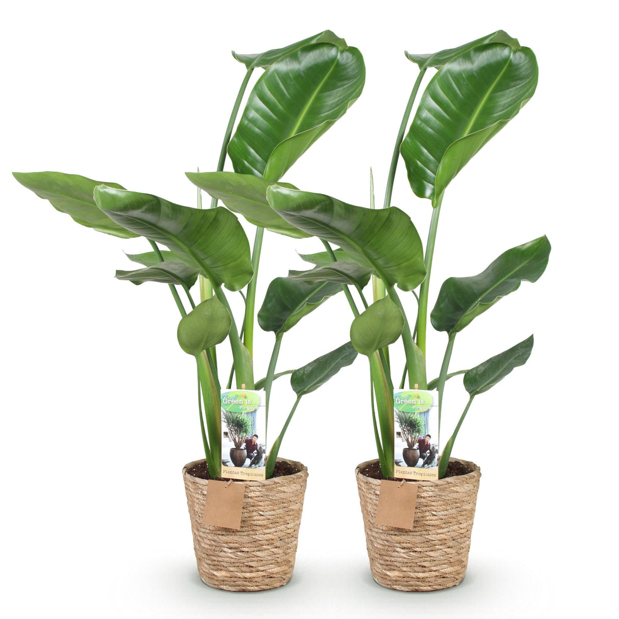 Livraison plante Strelitzia nicolai – Lot de 2 – Pot 17 cm – Hauteur 70 - 90cm