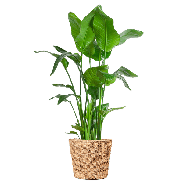 Livraison plante Strelitzia Nicolai XL et son pot