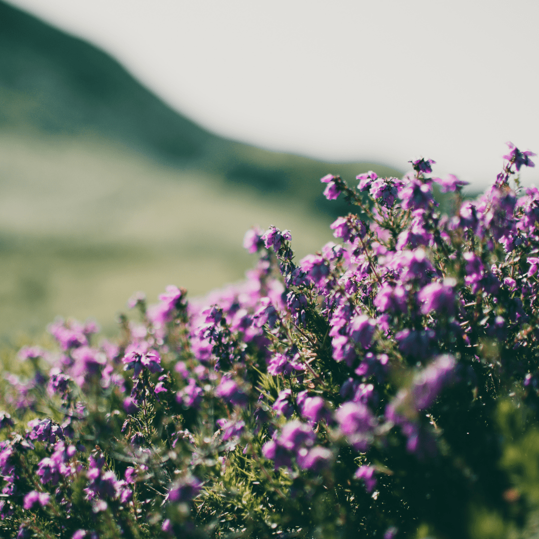 Livraison plante Thym Purple beauty