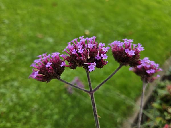 Livraison plante Verveine de Buenos Aires