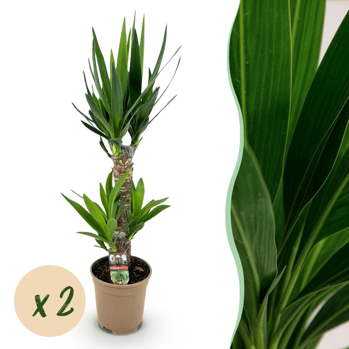 Livraison plante Yucca elephantipes – Lot de 2 – Pot 17 cm – Hauteur 75 cm