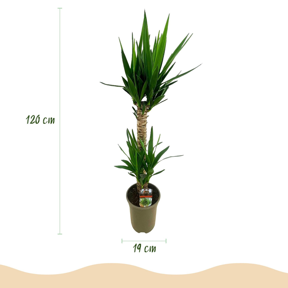 Livraison plante Yucca elephantipes – Lot de 2 – Pot 19 cm – Hauteur 120 cm