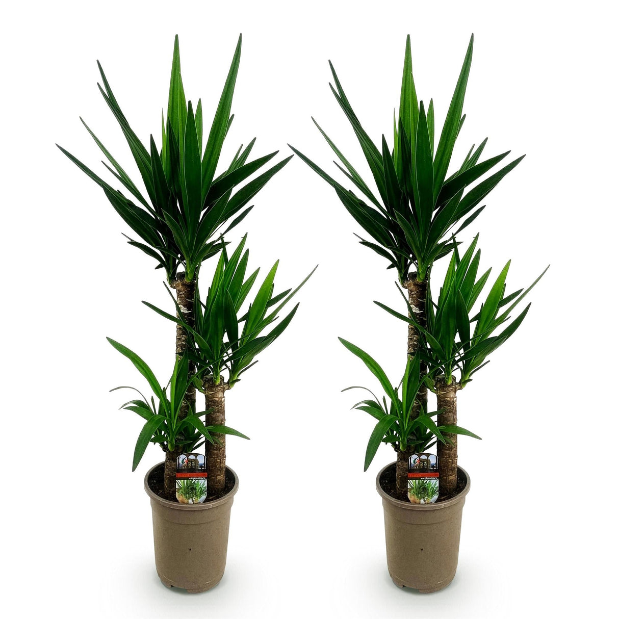 Livraison plante Yucca elephantipes – Lot de 2 – Pot 21 cm – Hauteur 100 cm