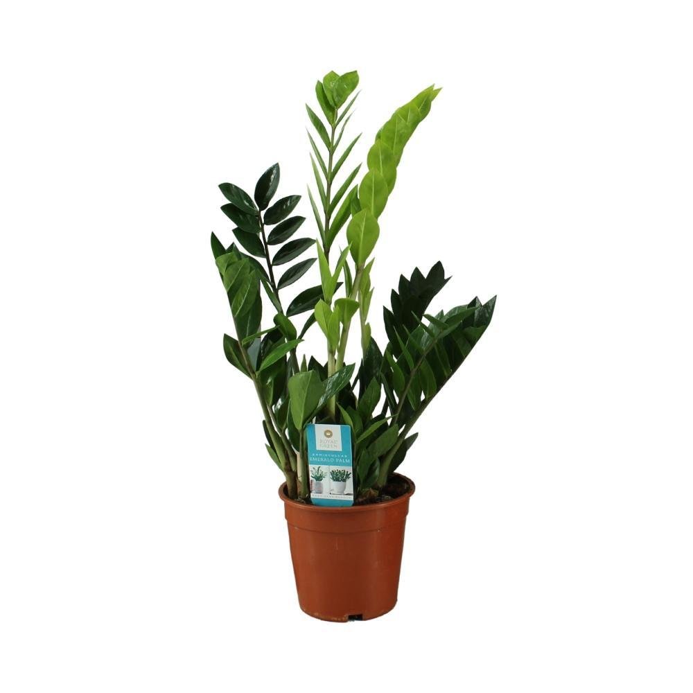 Livraison plante Zamioculcas zamiifolia