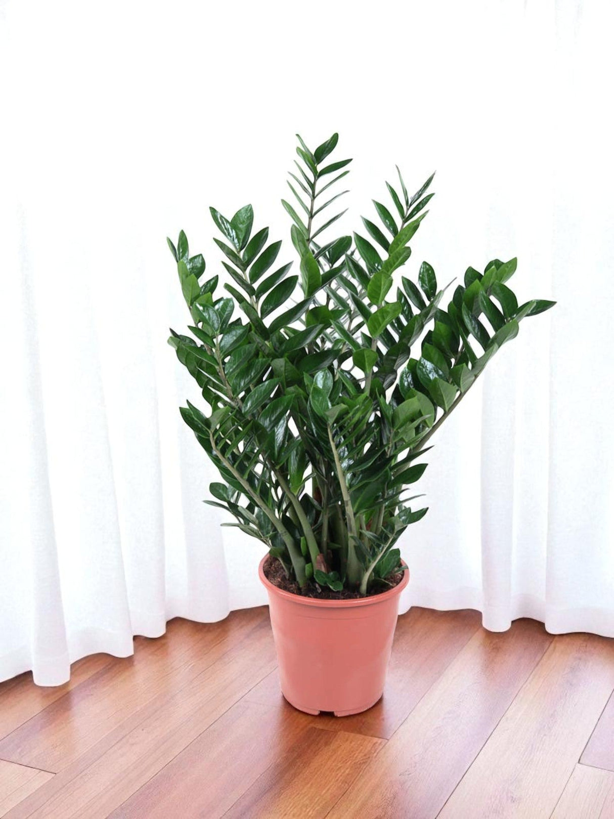 Livraison plante Zamioculcas Zamiifolia