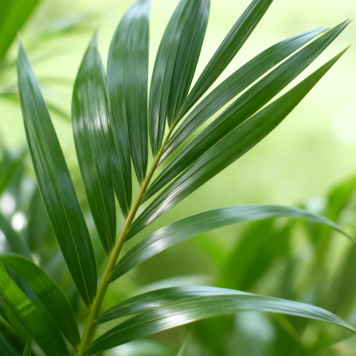 Green boutiQ - Zimmerpflanze - Howea Forsteriana - Kentia-Palme - Wenig Pflege - Grün - 1 Pflanze - mit Korb - Topf 19cm - Höhe 80-85cm