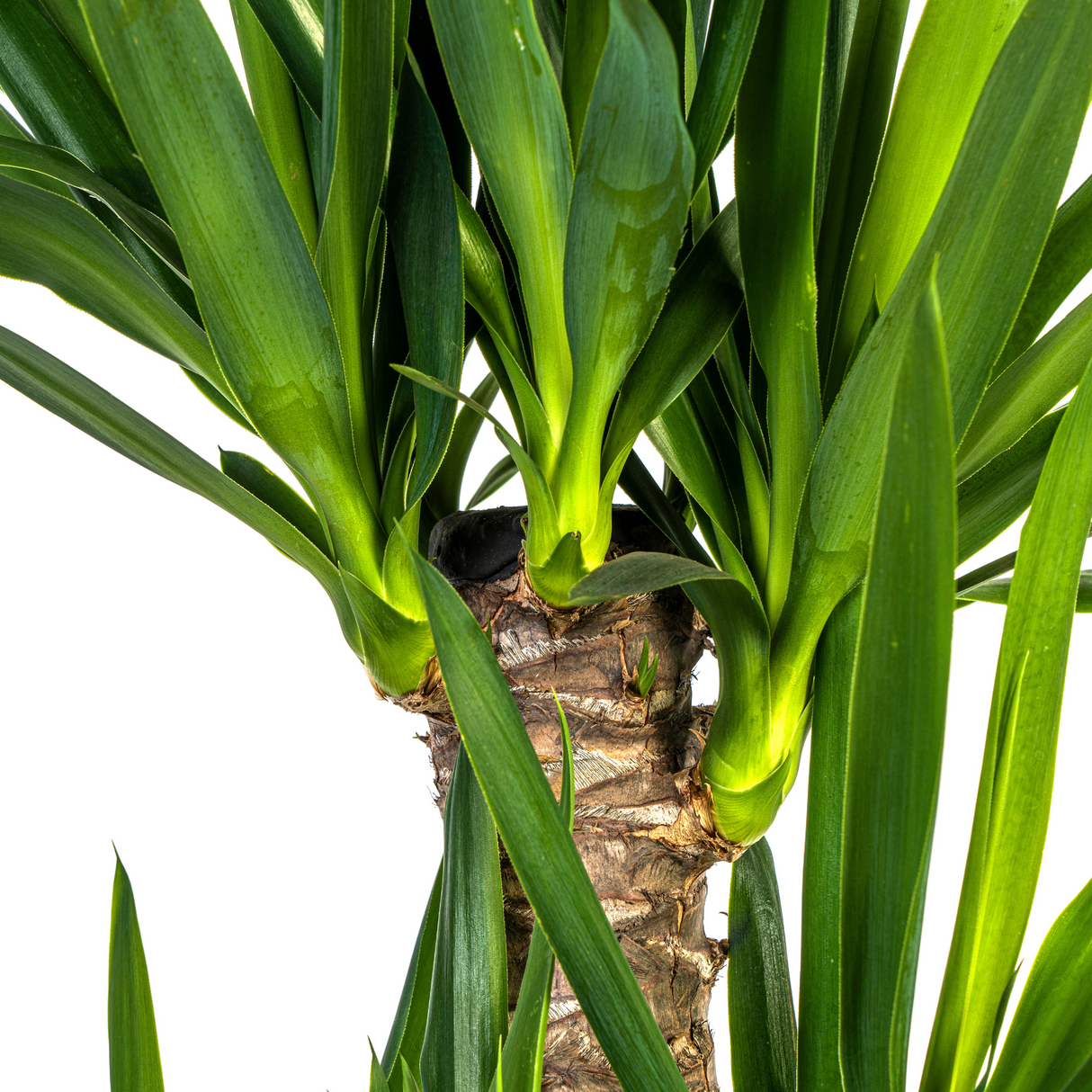 Yucca Elephantipes mit Korb Ø21cm - ↕90 - 110cm