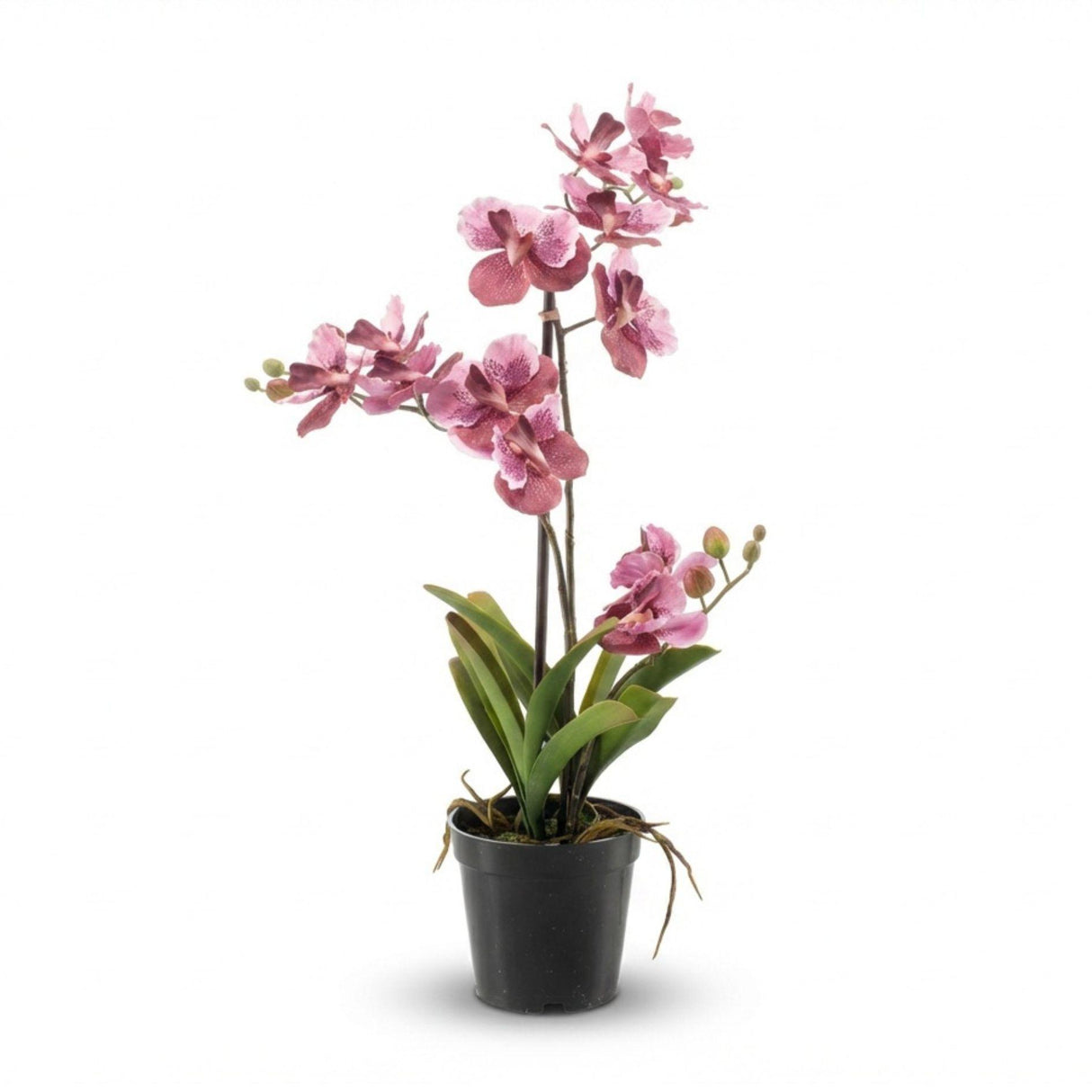Künstliche Vanda-Orchidee, H60cm