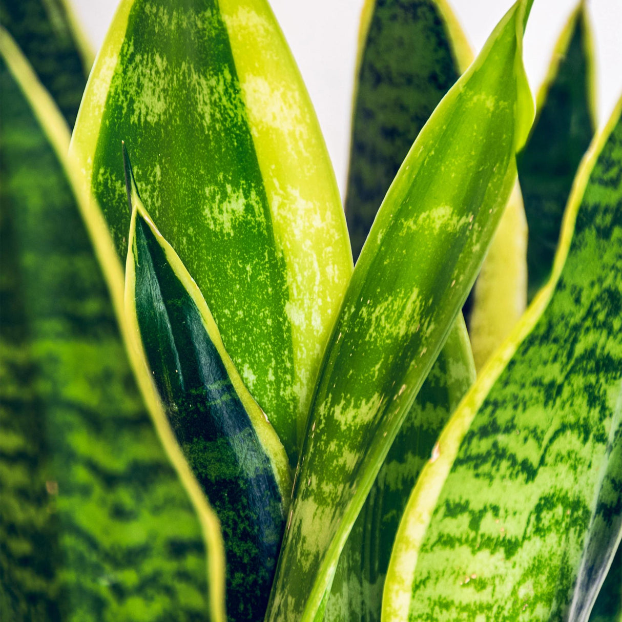 Green BoutiQ - Zimmerpflanzen - Sansevieria Laurentii - Bogenhanf - Pflegeleicht - Grün - 1 Pflanze - mit Topf Grau - Topf 21cm - Höhe 70-80cm