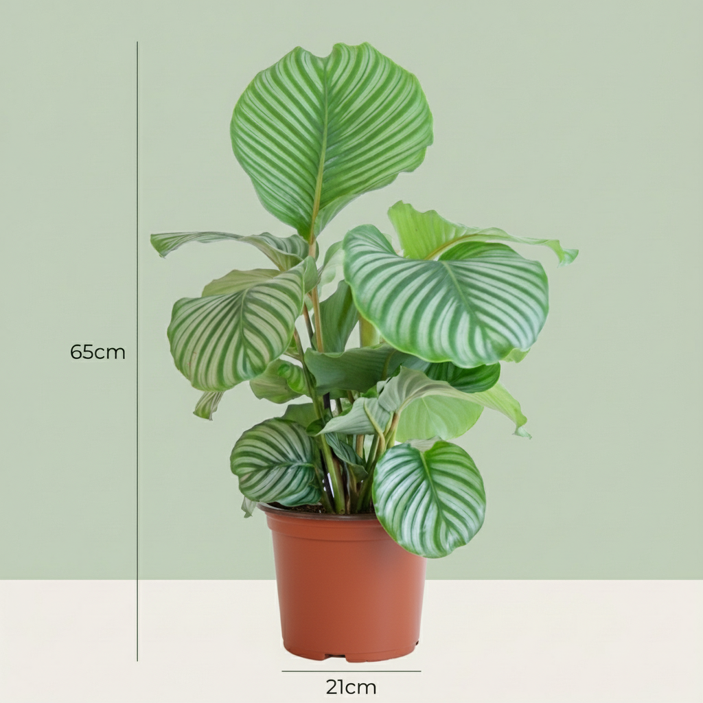 Green boutiQ - Zimmerpflanze - Pfauenpflanze - Calathea Orbifolia - Grün - Pflegeleicht - 1 Pflanze - Topf 21cm - Höhe 60 - 70cm