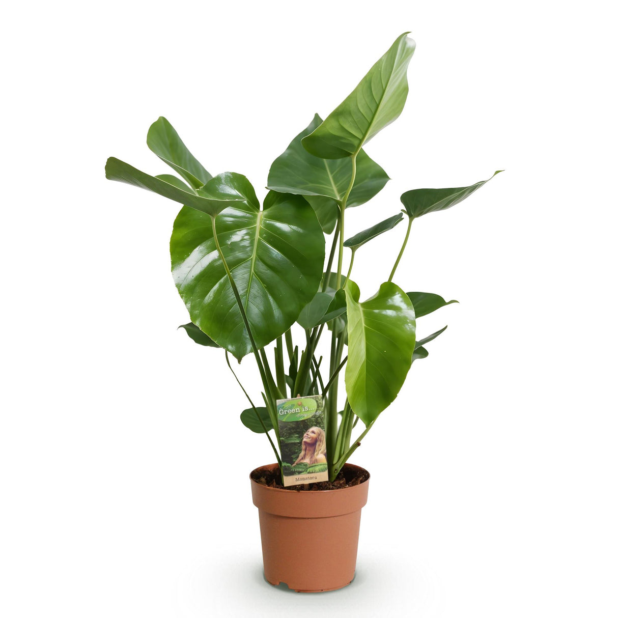 Green BoutiQ - Green is... Zimmerpflanzen - Monstera Deliciosa - Fensterblatt - Pflegeleicht - Grün - 1 Pflanze - Topf 17cm - Höhe 50-55cm