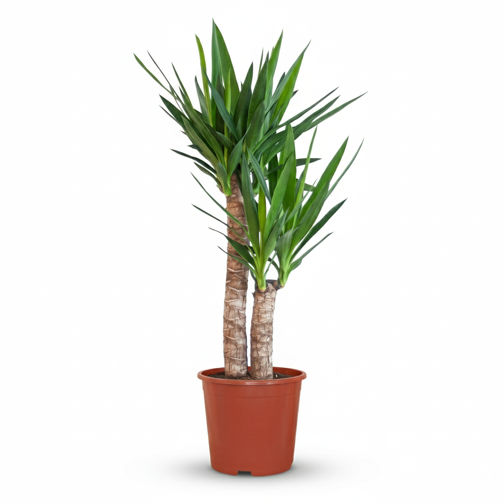 Green boutiQ - Zimmerpflanze - Yucca (Palmlilie) - Yucca Elephantipes - Grün - Pflegeleicht - 1 Pflanze - Topf 21cm - Höhe 80 - 90cm