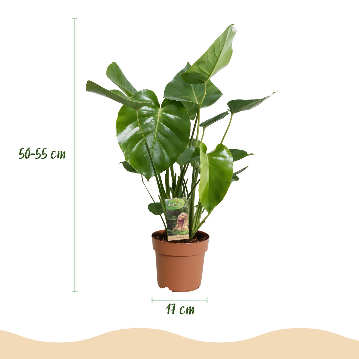 Green BoutiQ - Green is... Zimmerpflanzen - Monstera Deliciosa - Fensterblatt - Pflegeleicht - Grün - 1 Pflanze - Topf 17cm - Höhe 50-55cm