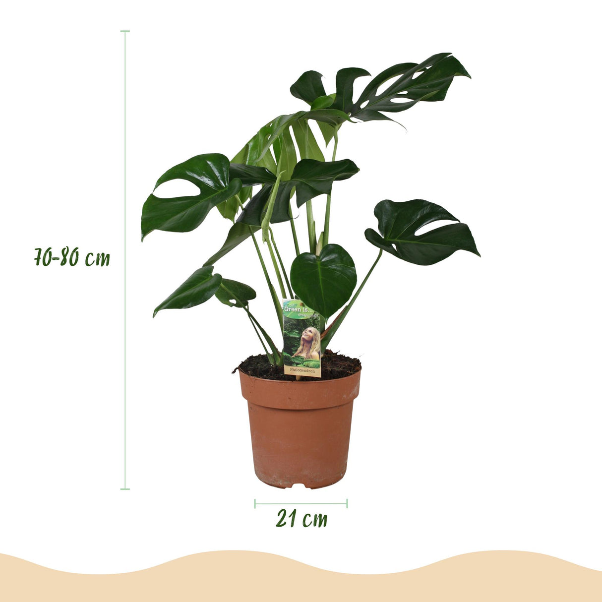 Green BoutiQ - Zimmerpflanzen - Monstera Deliciosa - Fensterblatt - Pflegeleicht - Grün - 1 Pflanze - mit Topf Grau - Topf 21cm - Höhe 70-80cm