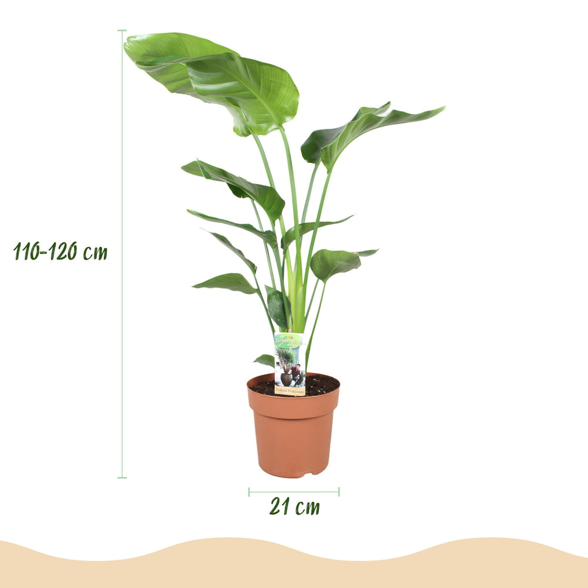Green BoutiQ - Zimmerpflanzen - Strelitzia Nicolai - Paradiesvogelblume - Pflegeleicht - Grün - 1 Pflanze - mit Topf Grau - Topf 21cm - Höhe 110-120cm