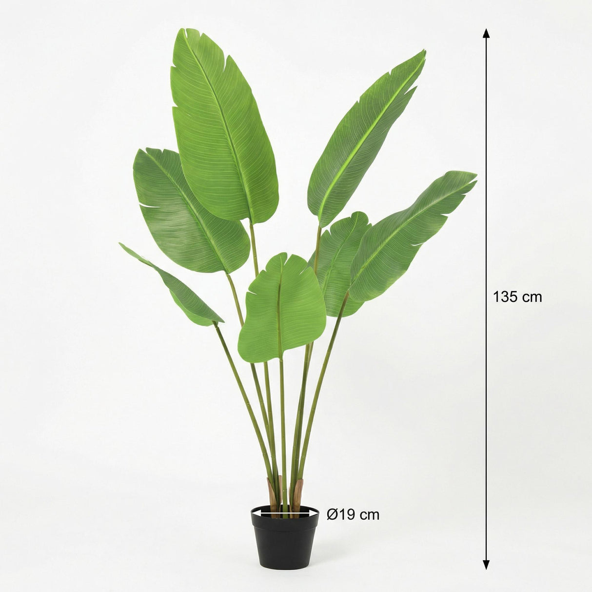 Strelitzia Nicolai künstlich H135cm