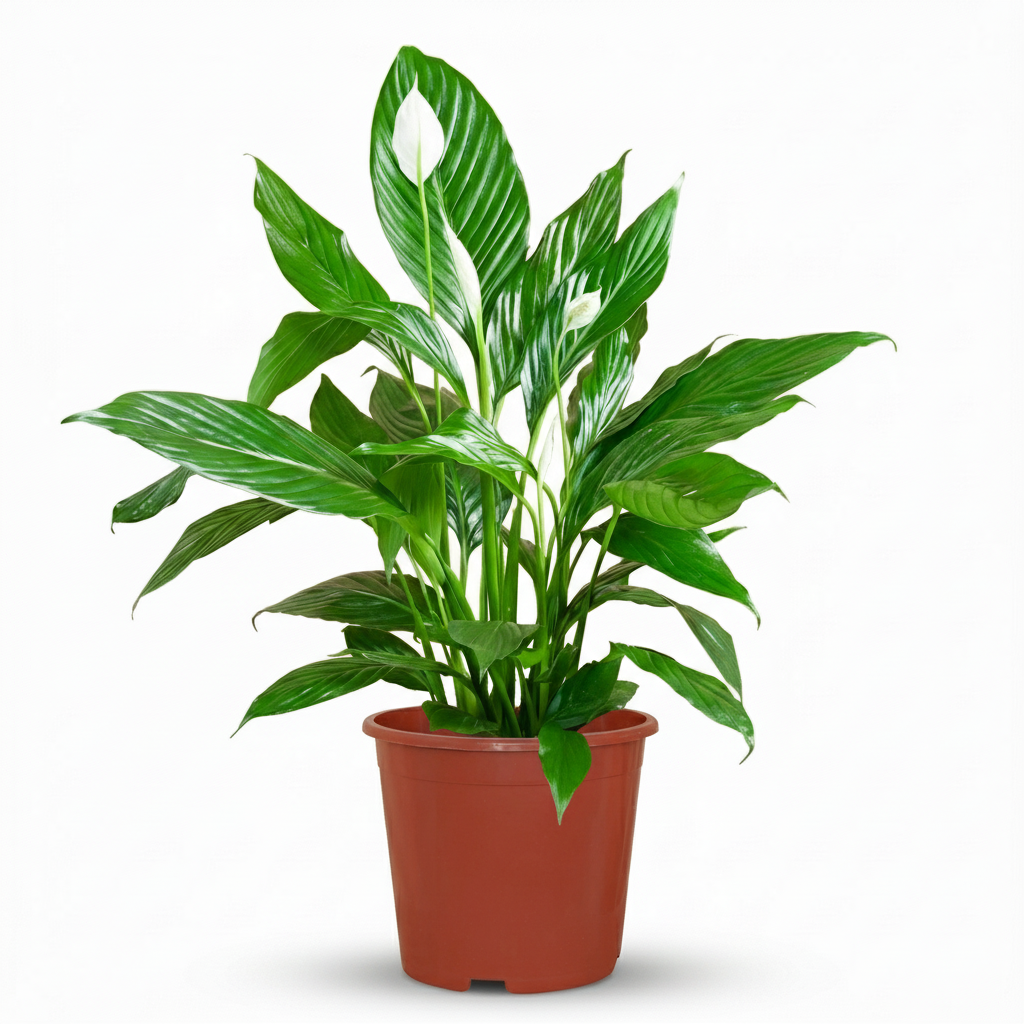 Green boutiQ - Zimmerpflanze - Einblatt - Spathiphyllum - Weiß - Pflegeleicht - 1 Pflanze - Topf 19cm - Höhe 70 - 80cm