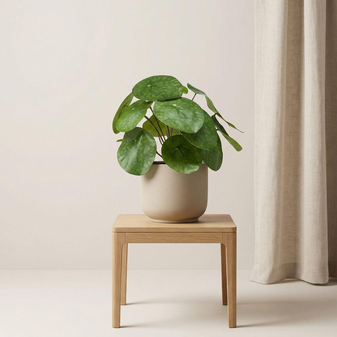 Künstliche Pilea H25cm inkl. Topf