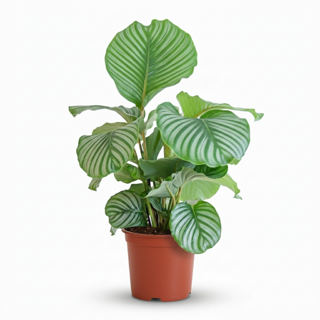 Green boutiQ - Zimmerpflanze - Pfauenpflanze - Calathea Orbifolia - Grün - Pflegeleicht - 1 Pflanze - Topf 21cm - Höhe 60 - 70cm