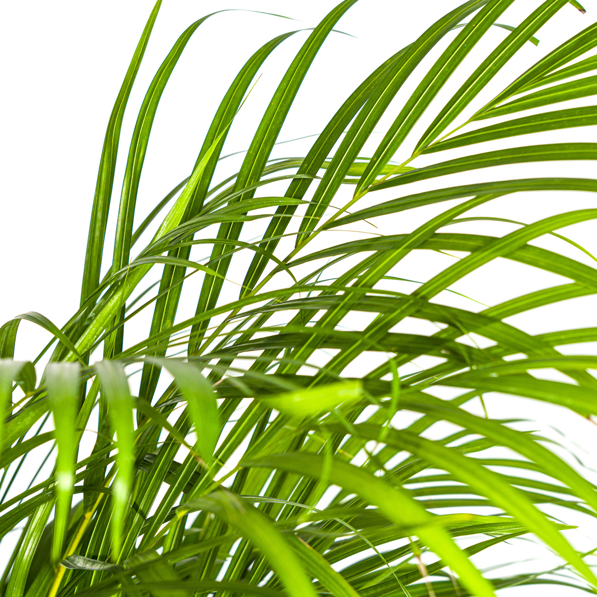 Dypsis Areca Lutescens mit Topf Ø24cm - ↕120 - 140cm