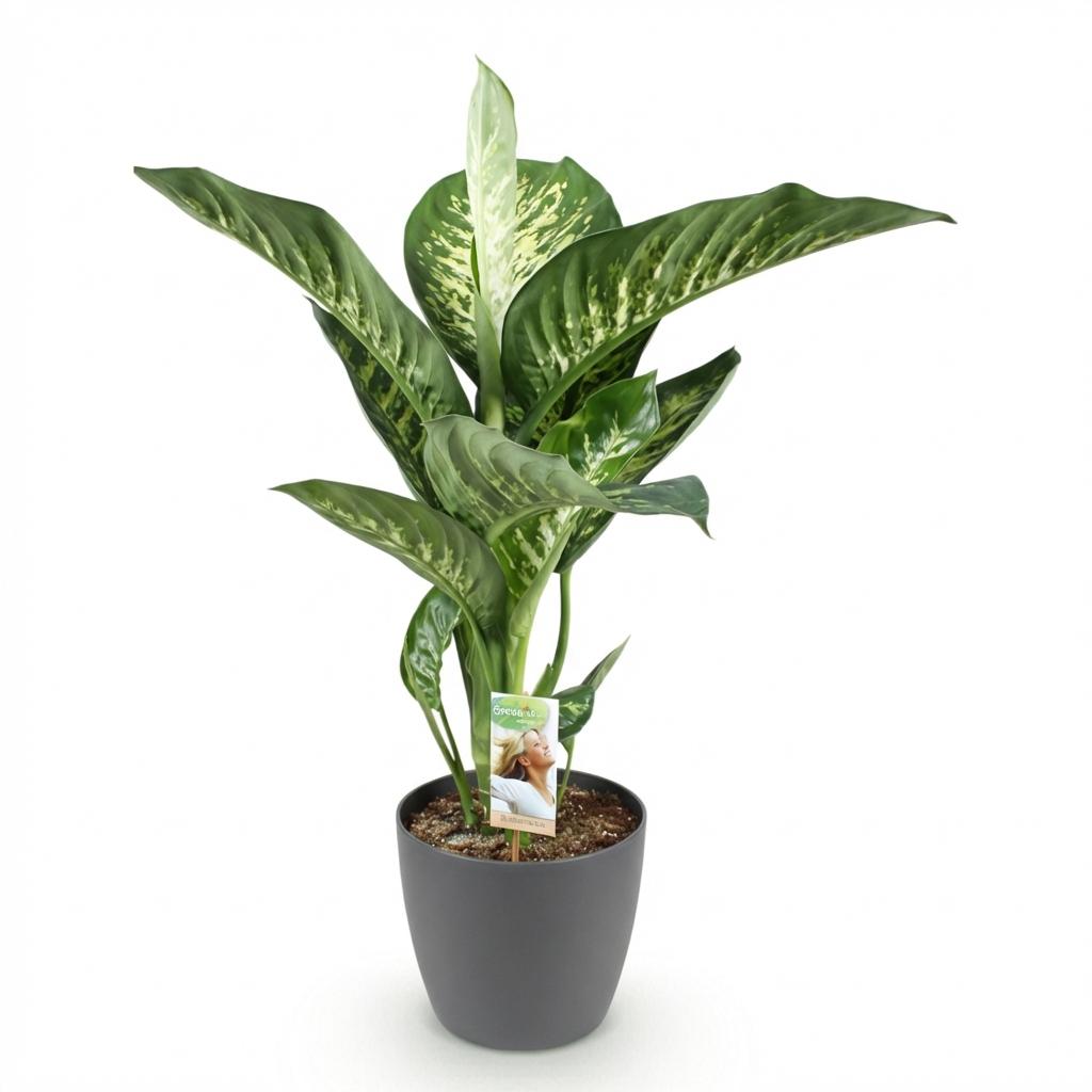 Green BoutiQ - Zimmerpflanzen - Dieffenbachia Tropic Snow - Dieffenbachia - Pflegeleicht - Grün - 1 Pflanze - mit Topf Grau - Topf 21cm - Höhe 90-100cm