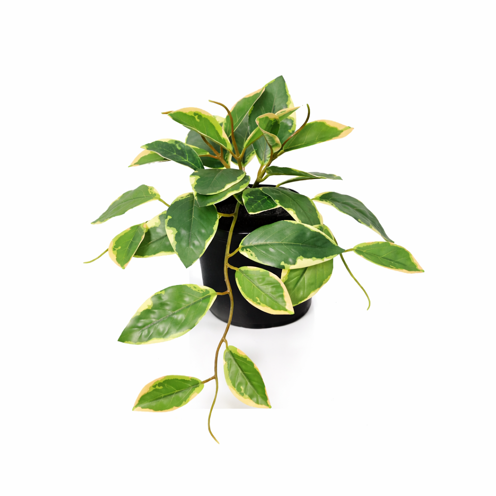 KÜNSTLICHE Hoya Variegata – 23 cm