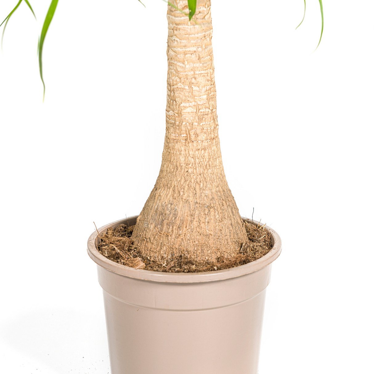 Beaucarnea Recurvata Stamm mit Korb Ø21cm - ↕60 - 80cm