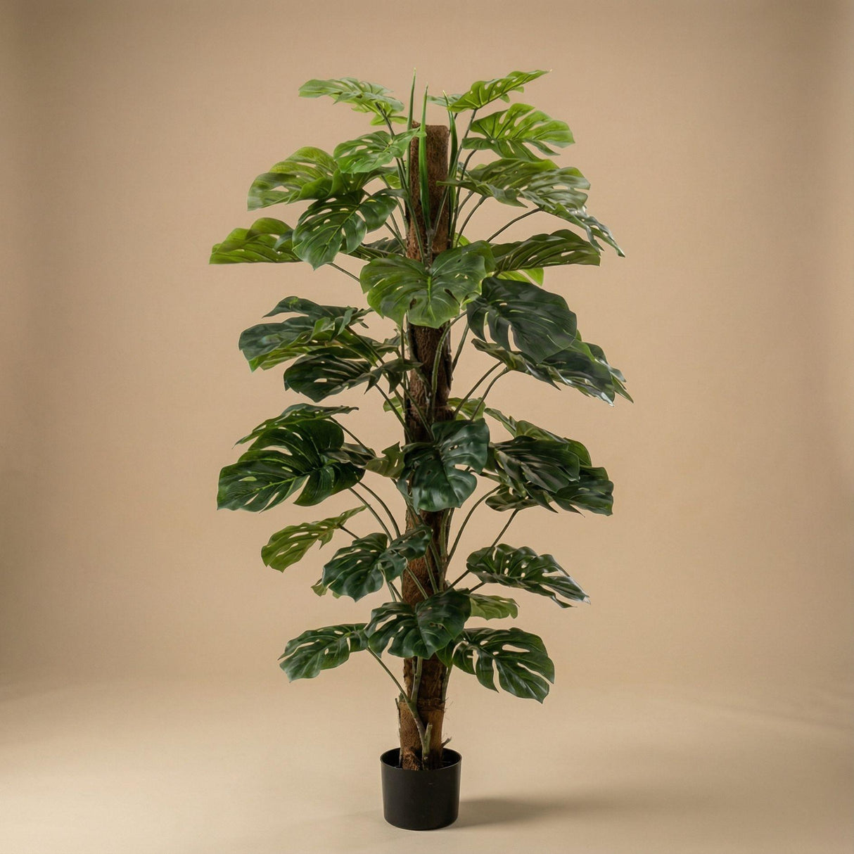 Künstliche Monstera, H 150 cm