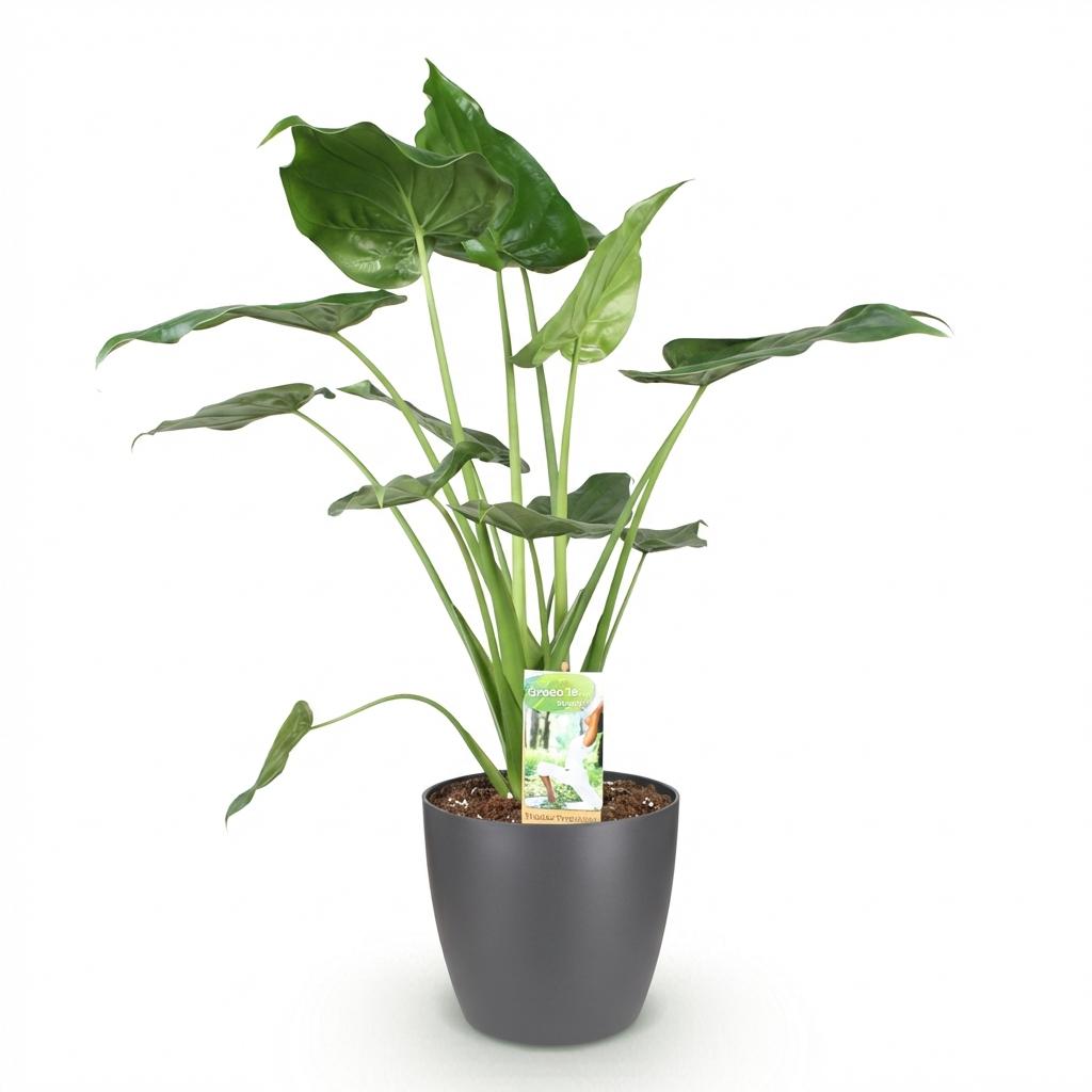 Green BoutiQ - Zimmerpflanzen - Alocasia Cucullata - Buddhas Hand - Pflegeleicht - Grün - 1 Pflanze - mit Übertopf Grau - Topf 21cm - Höhe 65-70cm