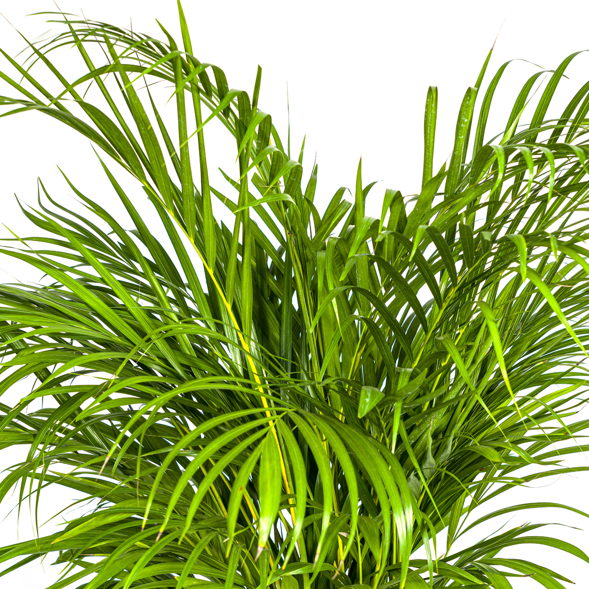 Dypsis Areca Lutescens mit Topf Ø24cm - ↕120 - 140cm