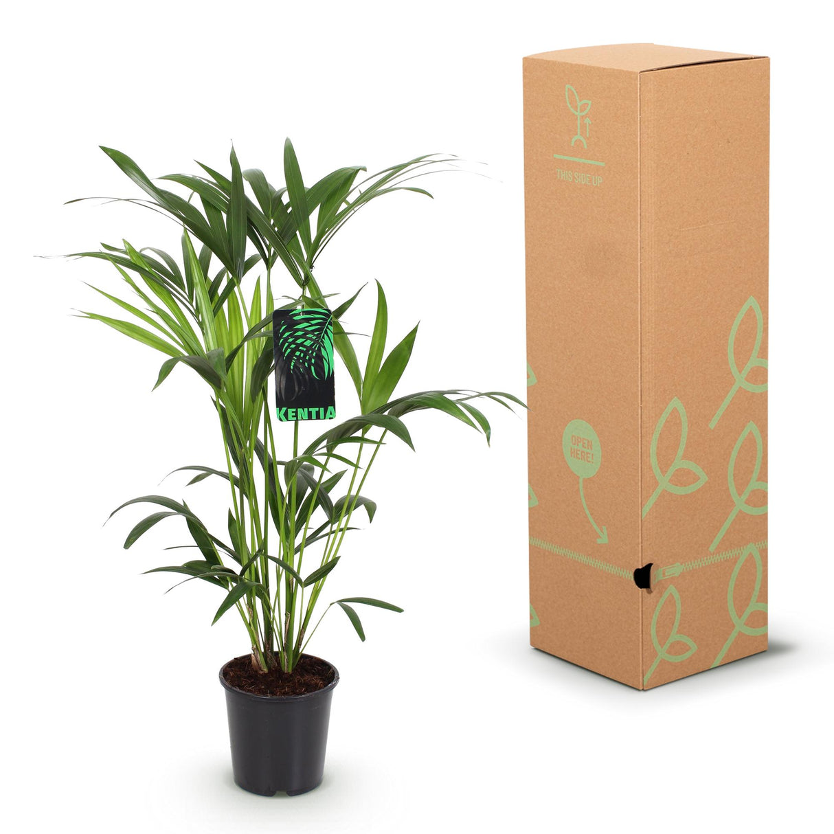 Green boutiQ - Zimmerpflanze - Howea Forsteriana - Kentia-Palme - Wenig Pflege - Grün - 1 Pflanze - mit Korb - Topf 19cm - Höhe 80-85cm