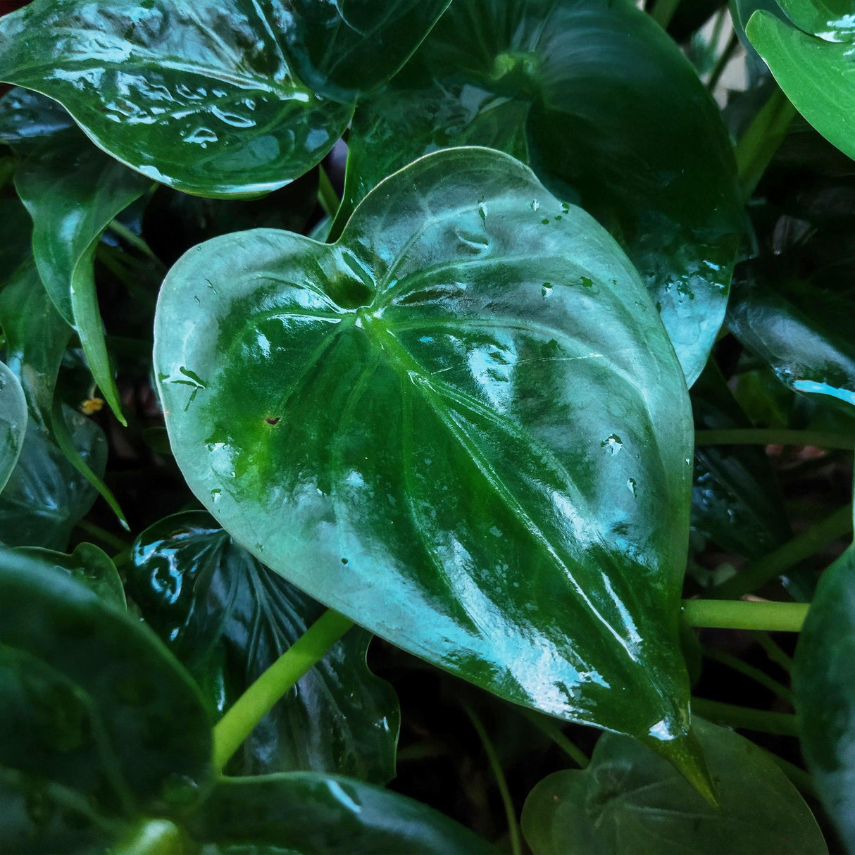 Green BoutiQ - Zimmerpflanzen - Alocasia Cucullata - Buddhas Hand - Pflegeleicht - Grün - 1 Pflanze - mit Übertopf Grau - Topf 21cm - Höhe 65-70cm