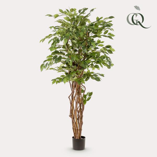 Künstlicher Ficus Liana H170cm