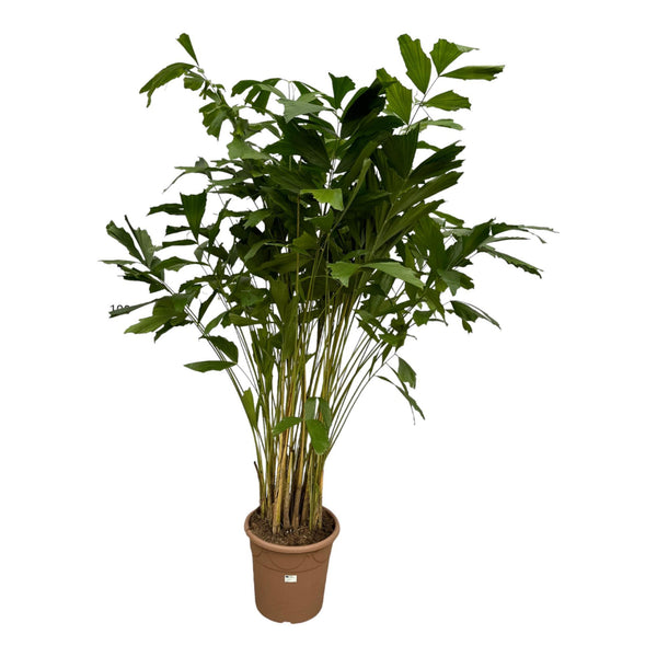 Caryota Mitis – 210 cm – Ø40 cm