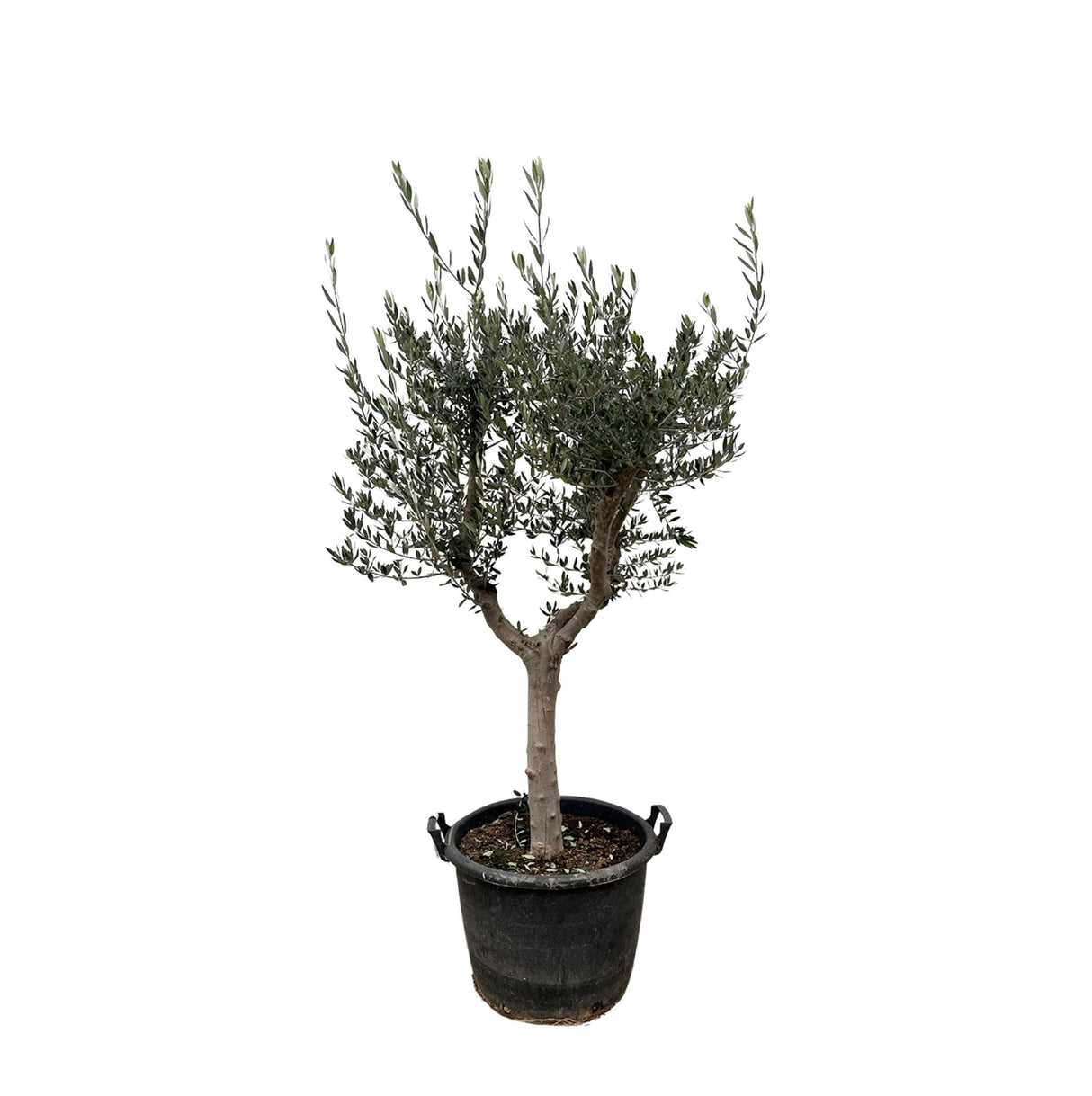 Olea Europaea Cultivo – 210 cm – Ø45