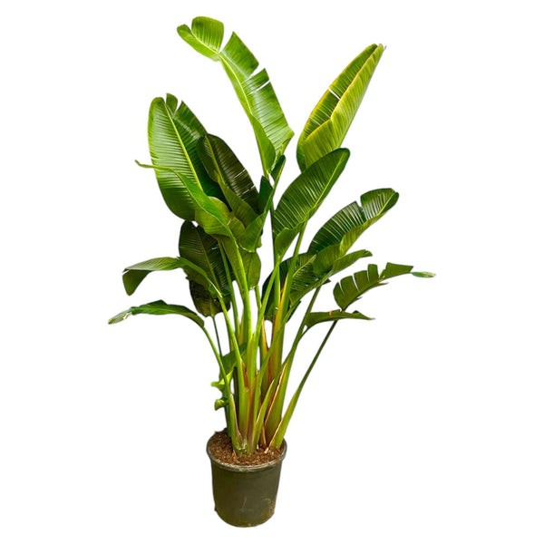 Strelitzia Augusta mehrstämmig