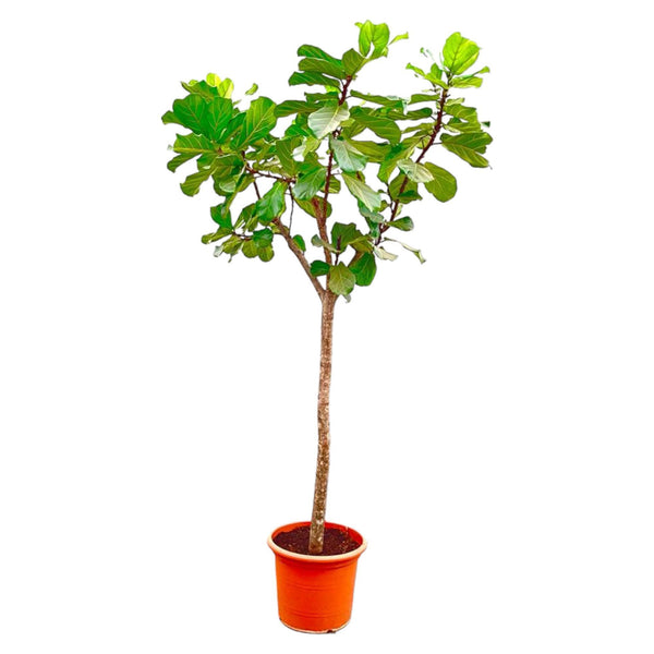 Ficus Lyrata-Boom XXXL - 300 cm - ø55