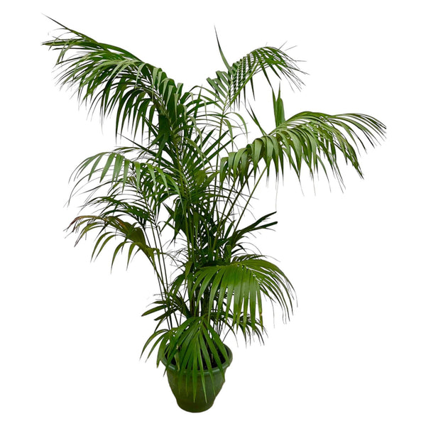 Kentia-Palme XXL – 260 cm – ø35