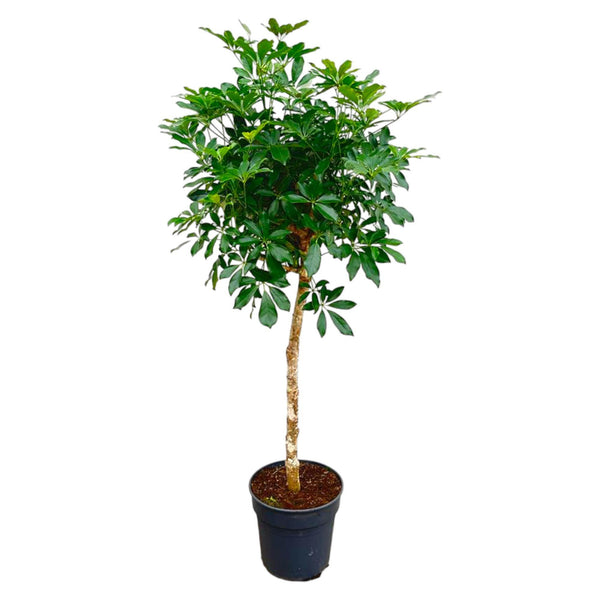 Schefflera auf Stamm – 180 cm – ø34